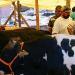 Kurban kesiminde koronavirüs önlemi: Randevuyla yapılacak