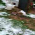 Şiddetli dolu çiftçileri böyle vurdu