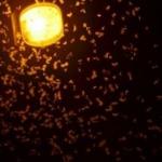 Şırnak&rsquo;ta kelebek istilası! Vatandaşlar evden &ccedil;ıkamadı