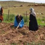 Terörün bittiği dağlarda tarım ve hayvancılık canlandı