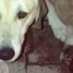 Yavrularından biri öldürülen anne köpeğin gözyaşları