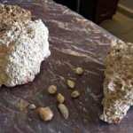 50 milyon yıllık fosiller bulundu