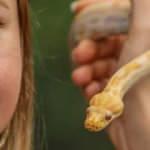 Albino piton yavrusu, Antalya Akvaryum'un maskotu oldu