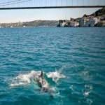 İstanbul Boğazı'nda yunuslar görüntülendi