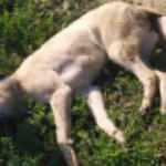 Kahreden görüntü! Tarlada 4 köpek ölü bulundu