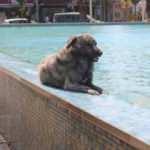 Köpeğin serinleme keyfi gülümsetti