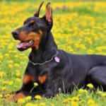 Rüyada siyah köpek görmek nasıl tabir edilir? Rüyada siyah köpek görmek hayırlı mıdır?