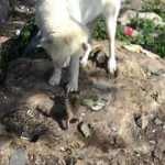 Yavru kedi ile köpeğin gülümseten dostluğu