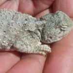 Bozkır keleri bu kez Hozat'ta g&ouml;r&uuml;ld&uuml;