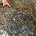 Esrarengiz su g&ouml;zesine yaklaşan kuşlar &ouml;l&uuml;yor