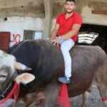 Gözü gibi baktığı boğanın üstünde matador gibi poz verdi