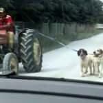 Köpekleri traktöre bağlayıp götürdü! Tepki yağdı