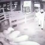 Kurbanlık koçları sürükleye sürükleye çaldılar