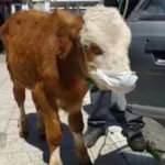 Rahatsızlanan buzağıyı maske takıp veterinere götürdüler