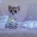 Rüyada kedi görmek ne anlama gelir? Rüyadaki kedinin tabiri