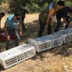 1000 kınalı keklik doğaya bırakıldı