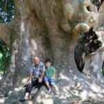 12 asırlık dev ağaca g&ouml;zleri gibi bakıyorlar  