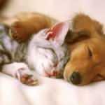 Rize İkizdere'de evcil hayvan satmak yasaklandı