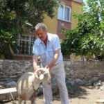 Koyunları, köpeklerce telef edilen mahalleli tedirgin