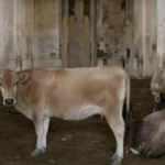 Ayasofya nutukları atan Ermeniler camiyi ahıra çevirmiş! Görüntüler ortaya çıktı