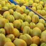 Ayasofya'daki ilk namazda kayısı sürprizi