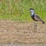Diyarbakır'da nadir görülen mahmuzlu kız kuşu ortaya çıktı