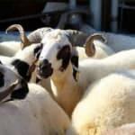 Uzmanlar ikaz etti: Kurallara uy asıl kurban sen olma!