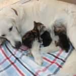 Kedi yavrularını emziren köpek şaşkına çevirdi