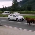 Firar eden kurbanlık tosun karayolunu karıştırdı