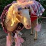 Buldan'da 'gelin ko&ccedil;u' geleneği unutulmadı