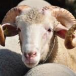 Kurban Bayramı'nda 'Açık Kapı' birimlerinden para dağıtılacağı iddiasına yalanlama