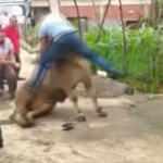 Kurbanlık boğa boynuzlarını tutan şahsı böyle savurdu
