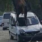 Kurbanlık boğa ürkünce olanlar oldu!