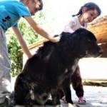 'Kurtlar parçalasın' diye dağa atılan köpekleri köylüler kurtardı