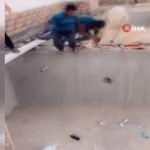Suudi Arabistan’da dana dehşeti!