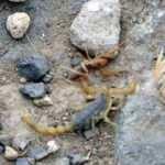 Van'da bir mahalleyi akrepler istila etti