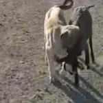 Yavru köpek sürüden ayrılan kuzuyu böyle getirdi