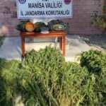 Manisa’da jandarmadan drone ile uyuşturucu operasyonu