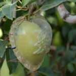 Kalp şeklinde yetiştirdiği armutlar yoğun ilgi g&ouml;r&uuml;yor