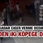 Kedi iki köpeğe saldırdı: O kadar ciğer verme dedim