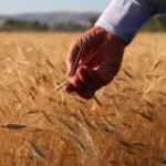 Buğdayda stokçulara 'müdahale' uyarısı