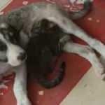 Yavru kedi ve köpeğin gülümseten dostluğu