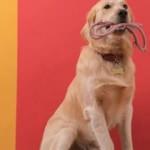 Arabada unutulunca ölen köpeğin sahibine dava