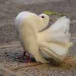 Fel&ccedil; g&ouml;r&uuml;n&uuml;ml&uuml; g&uuml;vercin g&ouml;renleri hayrete d&uuml;ş&uuml;rd&uuml;