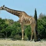 İzmir Doğal Yaşam Parkı'nın simge ismi 'Zarife' hayatını kaybetti