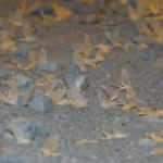 Kelebeklerin '&ouml;l&uuml;m dansı' başladı