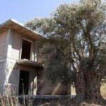 1500 yıllık zeytin ağacının hemen yanına villa yaptılar