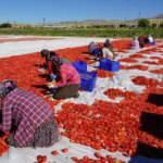 Elazığ’da kurutulup dünyaya gönderiliyor