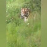 Kaplan şoku yaşattı! Sinsice yaklaştı ve...