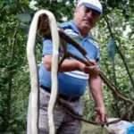 Fındık bahçesindeki 3 metrelik yılan korkuttu